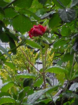 ��A���N���E�H���^�[