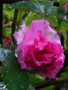 �[�t�B���[�k�E�h���[�A��