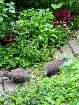 �J�~��ł��ꏏ�ɒ��H