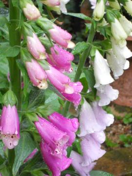 �W�L�^���X