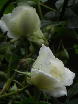 ��A�C�X�o�[�O