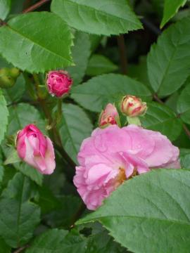 �G�N�Z�����g�E�t�H���E�V���[�x���g