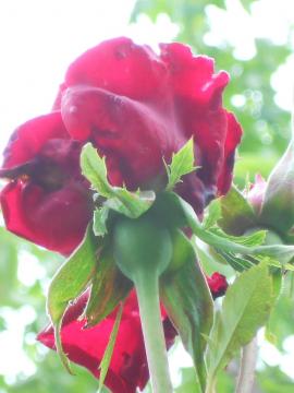 �A���N���E�E�H���^�[