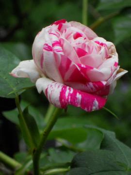 �o���G�K�[�^�E�f�B�E�{���[�j��