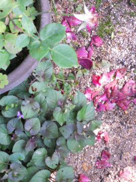 �J�ŎU�������C14��