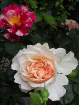 �h�K�ƃG�u����