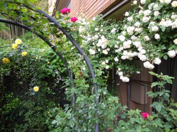 ��S�[���h�o�j�[�ƃX�e���O���C