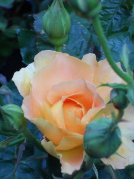 �u���X�o���h