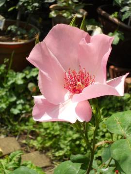 �f�C���e�B�E�x�X