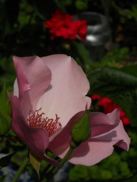 �f���f�B�E�x�X