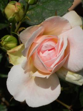 �C���[�k�E���b�c