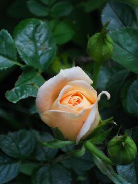 �X�C�[�g�E�h���[��