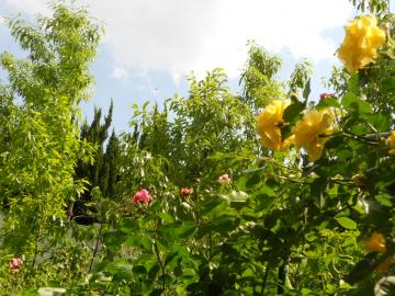 �A���W�F��