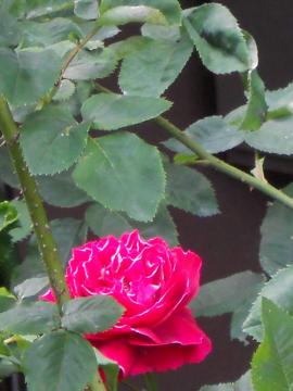 �����̃o����