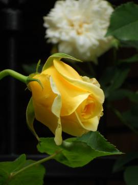 �O���n���E�g�[�}�X�ƃA���X�^�[�E�X�e���O���C