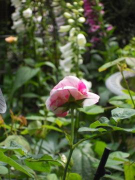 �{���[�j���̌��p