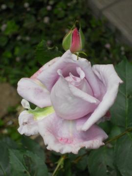 �u���[���[��