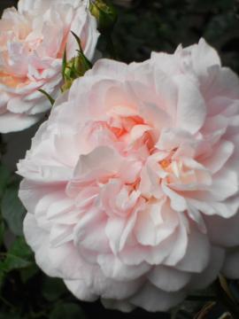 �����̃C���[�k�E���b�c