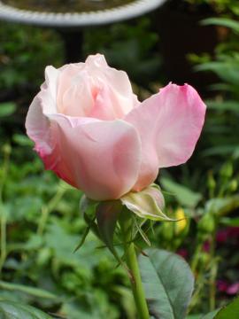 �w�b�v�o�[���ƃJ�X�N�h�[���̂ڂ�