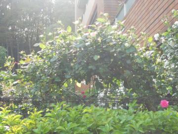 �����T�[���̃A�[�`