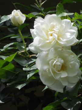 �����̃A�C�X�o�[�O