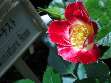 ���g���E�A�[�e�B�X�g