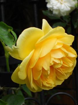 �O���n���E�g�[�}�X