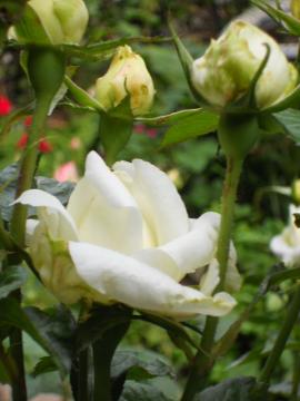 �`���C�R�t�X�L�[