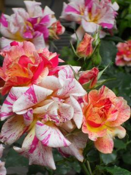 �G�h�K�[�E�h�K