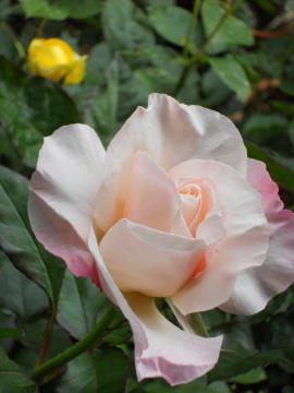 �I�[�h���[�E�w�b�v�o�[��