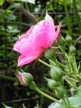 �A���W�F��