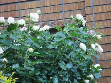 �����T�[���̃A�[�`