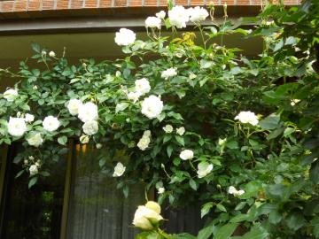 ��A�C�X�o�[�O