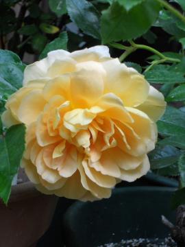 �p�b�g�I�[�X�`��