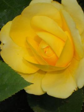 �J�X�N�h�[��