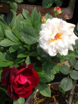 �I�t�F���A�ƃ��C14��