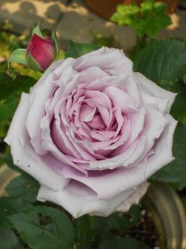 HT�u���[���[��