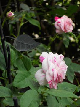 �o���G�K�[�^�E�f�B�E�{���[�j��