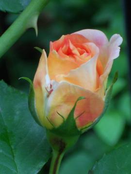 �A���q�~�X�g