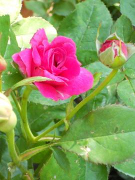 �E�B���A���V�F�[�N�X�s�A2000