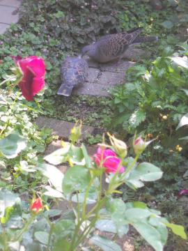 ���������͂悤�I