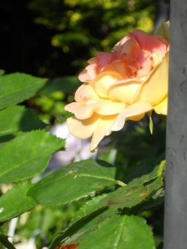 �A���q�~�X�g