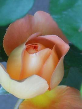 ���f�B�E�G�}�E�n�~���g��