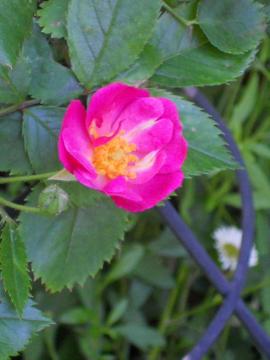 ���x���_�[�E�h���[��