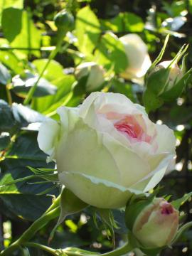 �s�G�[���E�h�D�E�����T�[��