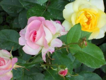 �����̃J�X�N�h�[���ƃ}�`���_