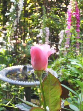 ���͂悤�I�I�[�h���[