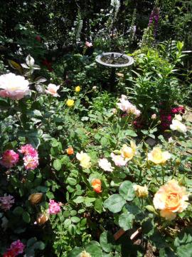 �����̃}�C�K�[�f��