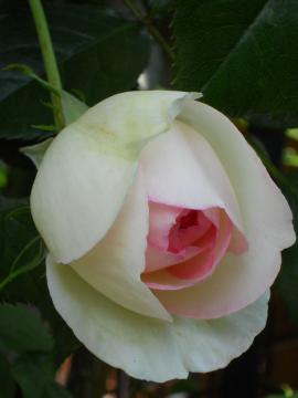 �s�G�[���E�h�D�E�����T�[��