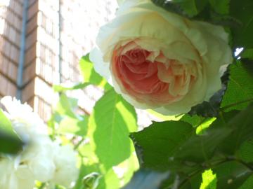 �����T�[��